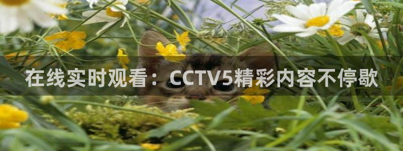 新球体育足球比分：在线实时观看：CCTV5精彩内容不停歇